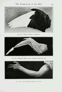 The Bird: Its Form And Function (1906), William Bebee