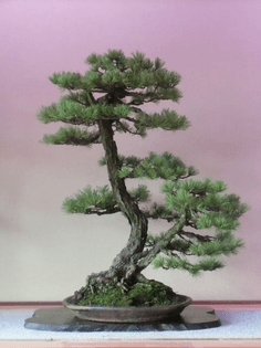 the-formal-and-informal-upright-styles-in-bonsai-gardening-site.jpg