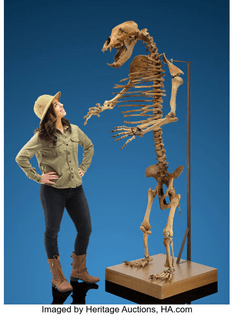 cave-bear-skeleton.jfif