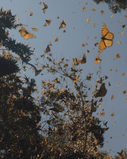 butterflies-restore-our-earth-day-vertical-1920x2400.jpeg