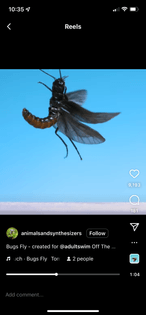 Bugs Flying