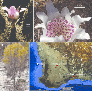 description-of-rhizanthella-gardneri-a-uncovered-capitulum-of-r-gardneri-picture.png
