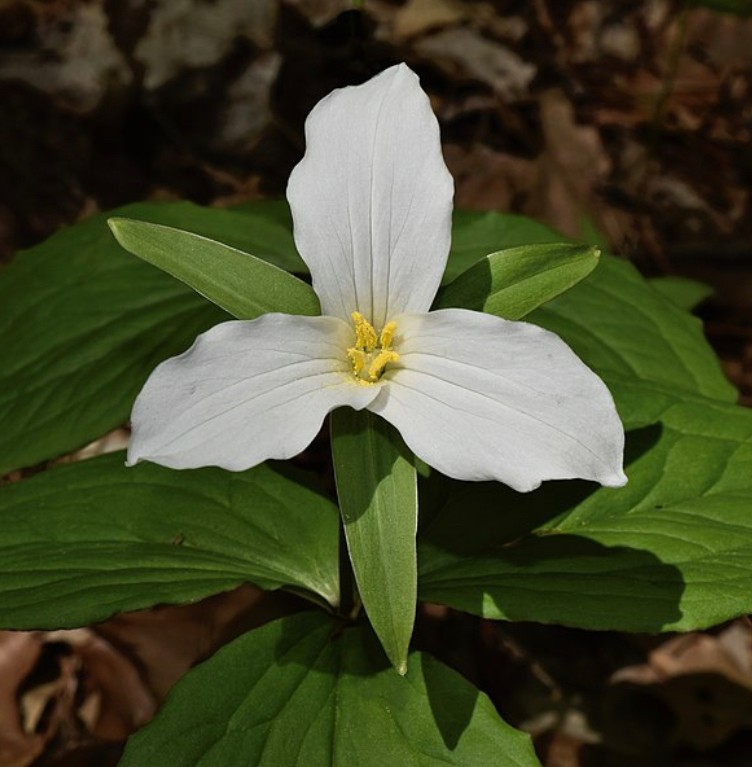native flowers to nova scotia — Are.na