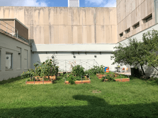 a picture of the garden space facing north .
there are 6 garden beds overflowing with fauna ,
the remnants of a greenhouse from prior classes ,
& some trees toward the eastern wall
