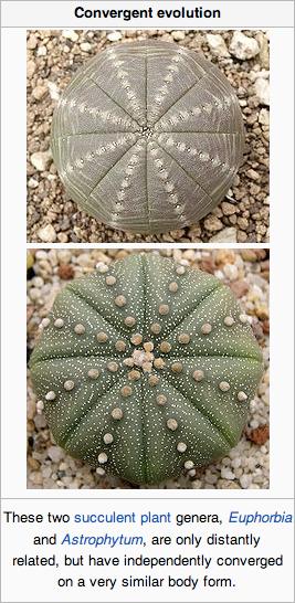 convergent evolution