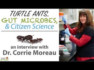 Turtle Ants, Gut Microbes, &amp; Citizen Science | Interview w/ Dr. Corrie Moreau