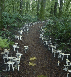 Mushroom path