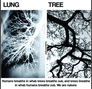 Lung:Tree (Post 5)