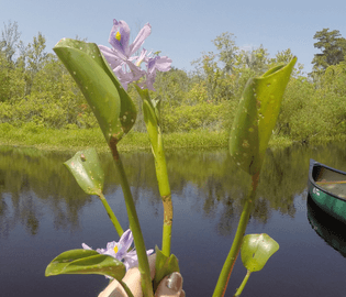 holding-water-hyacinth-marchio-960w.jpg