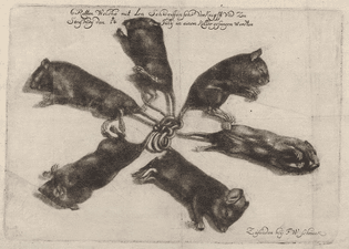  Friedrich Wilhelm Schmuck drawing of a rat king, circa 1683