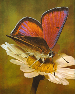 natgeo-butterfly