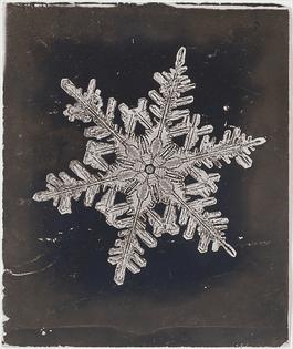 Wilson Alwyn Bentley - Snow Crystal