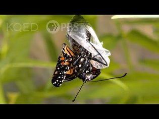 This Nasty Parasite Is Ruining Monarch Butterfly Wings | Deep Look