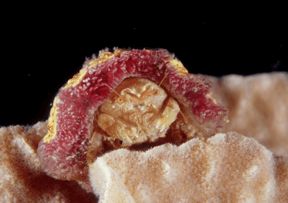 Dromiidae - sponge crab