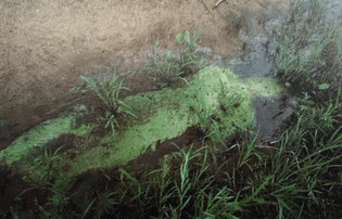 ana mendieta iowa 1979