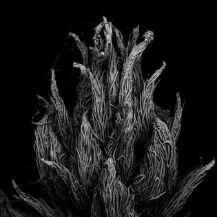 decaying-plants-captured-with-a-scanning-electron-microscope.6__880.jpg