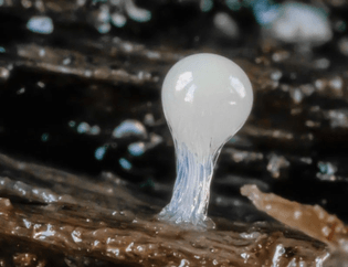 white-slime-mold.jpg