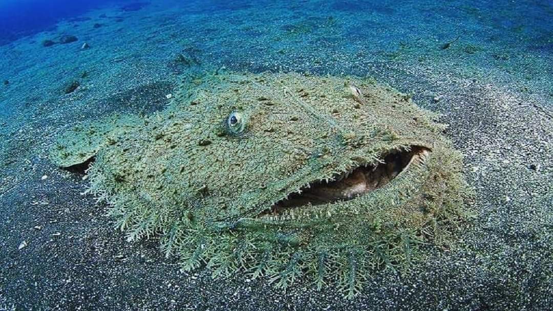 carpet sharks 