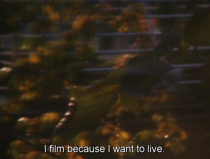| Letter from a Yellow Cherry Blossom (2002)