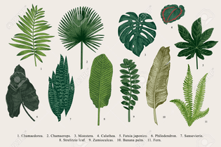 64837578-set-leaf-exotics-vintage-vector-botanical-illustration-colorful-.jpg