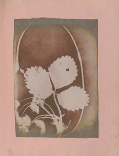 [Plant Branch with Leaves and Flowers] 1843 - 1845