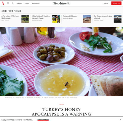 Turkey’s Honey Apocalypse Is a Warning to the World