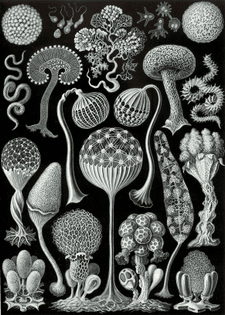 Haeckel_Mycetozoa.jpg