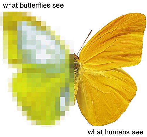 butterfly_human_vision3.jpg