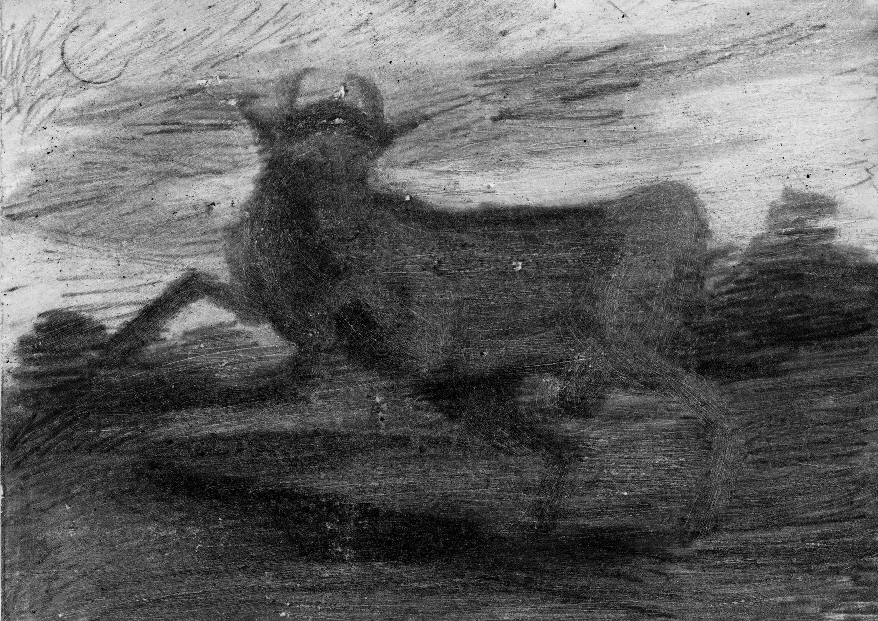 Bull