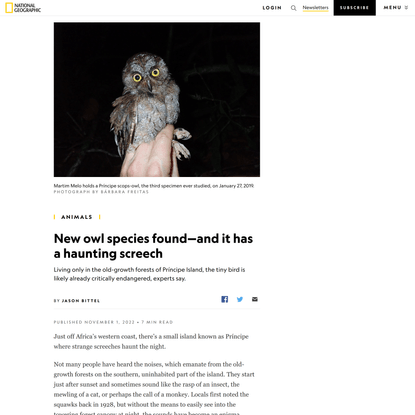 New owl species found—and it has a haunting screech
