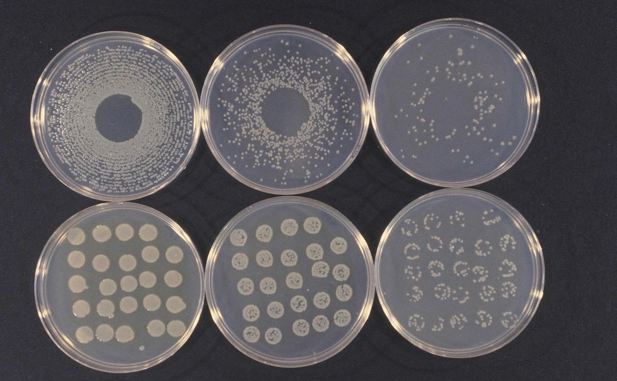 1200px-Pseudomonas_syringae_cultures.jpg