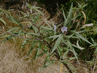 181004_54_collingwood-botanicals_solanum-laciniatum_u-p_54.jpg