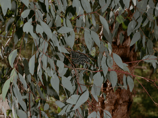 181004_46_collingwood-botanicals_eucalyptus-melliodora_u-p_46.jpg