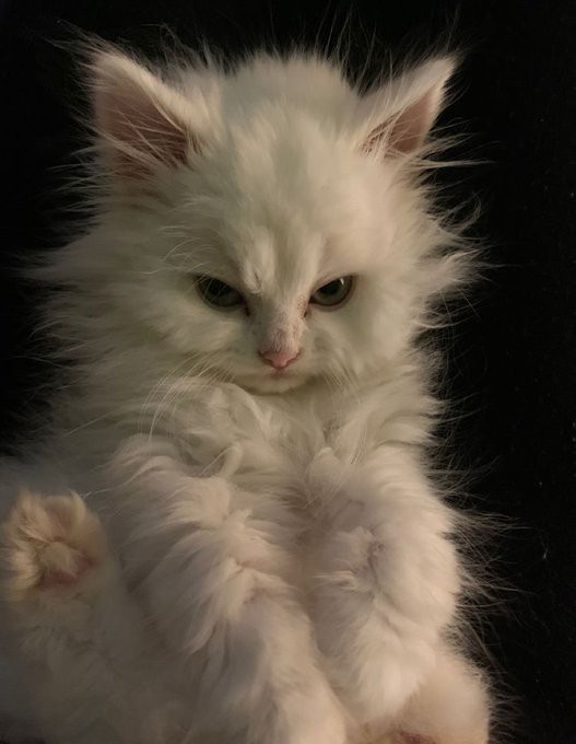 aliencatmad