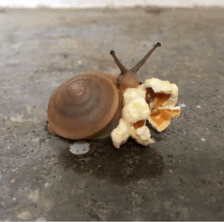 Snail eating popcorn