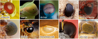 compound-eyes.png