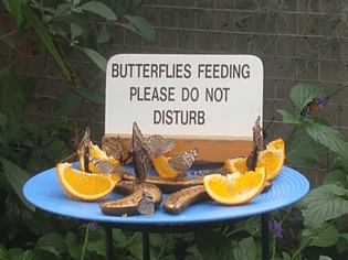 Mariposas comiendo, favor de no molestarlas