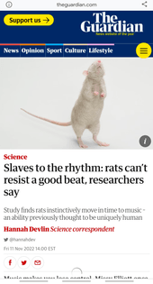 rats can't resist a good beat