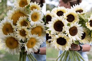 sunflowers-11.jpg