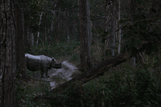 A rare one-horned rhinocerous. The Chitwan National Park has more than 750 rhinos.