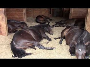 Horses, Peacefully Farting and Snoring