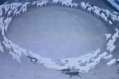 China Circling Sheep Mystery