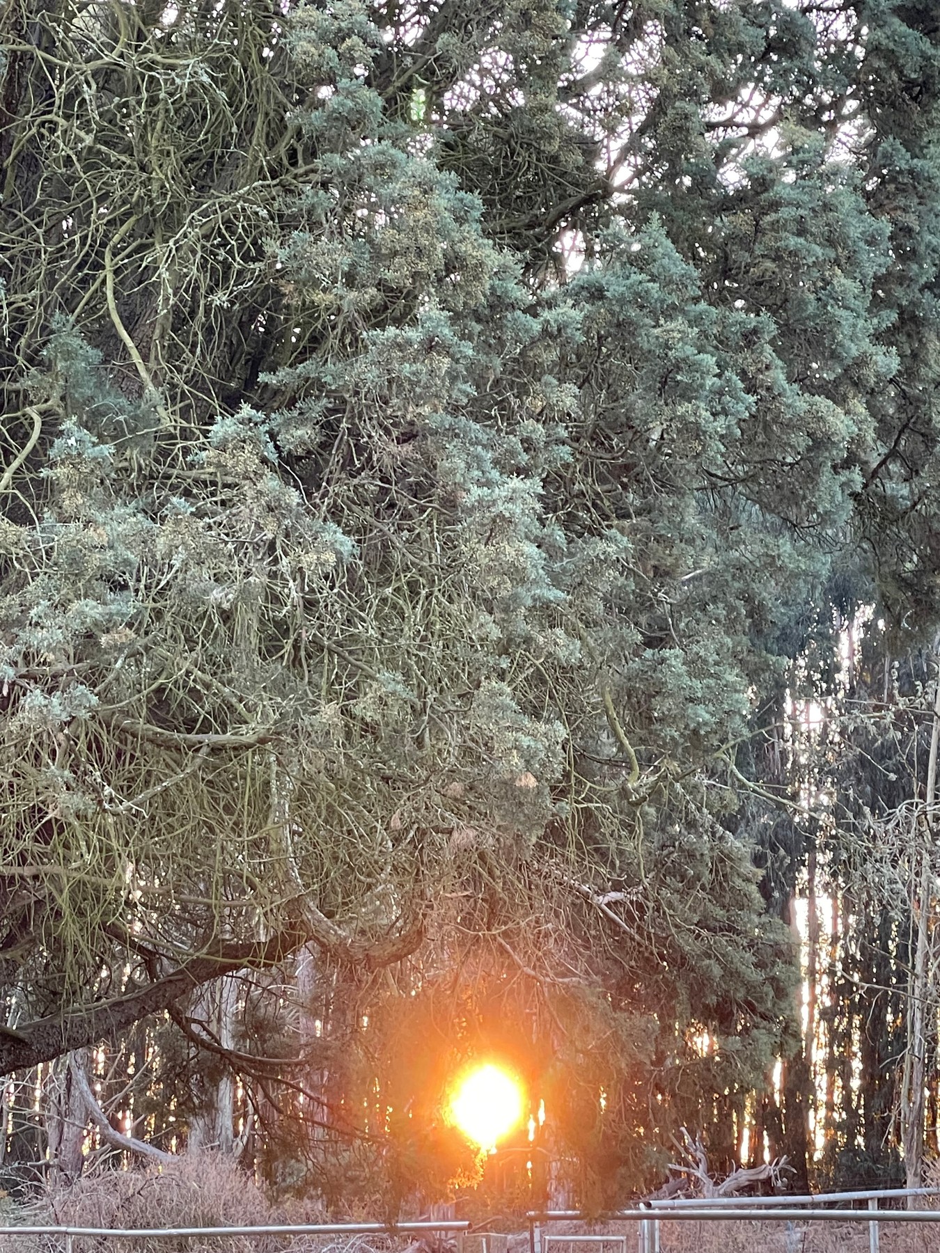Orb of Sun, Thicket of Trees