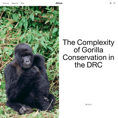 The Complexity of Gorilla Conservation in the DRC | Atmos