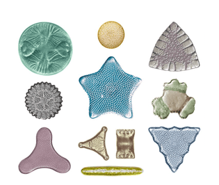Plate of diatom images, Creator: Jana Vesela (compilation)