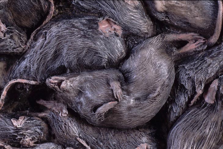 rodent_stack.jpg