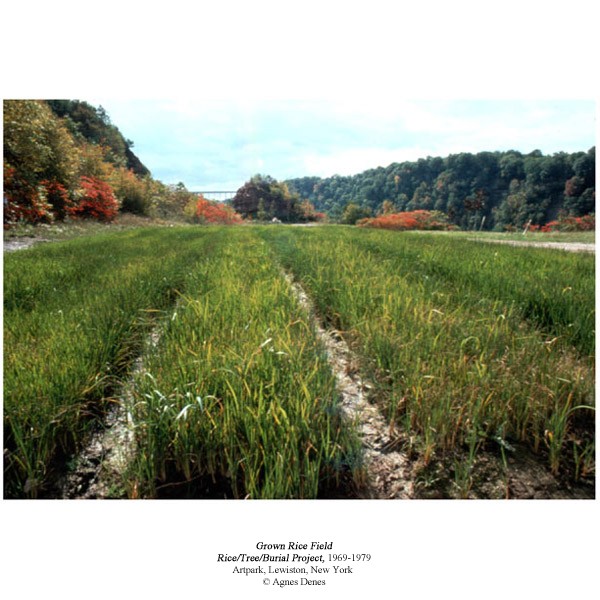 Agnes Denes, Rice/Tree/Burial with Time Capsule Commissioned by Artpark