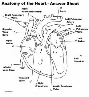 diagram-of-the-human-anatomy-beautiful-black-and-white-heart-diagrams-human-anatomy-library-of-diagram-of-the-human-anatomy.jpg