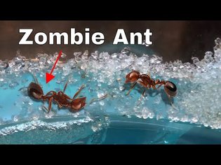 How I Made an Ant Think It Was Dead-The Zombie Ant Experiment