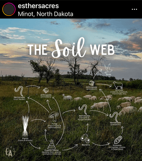 The soil web